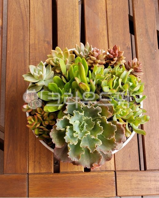 다육이,다육식물,테라리움,취미활동,식물테라피,선인장,catus,succulents,plant,terrarium,다육이테라리움,화초,화분,정원,garden,식물