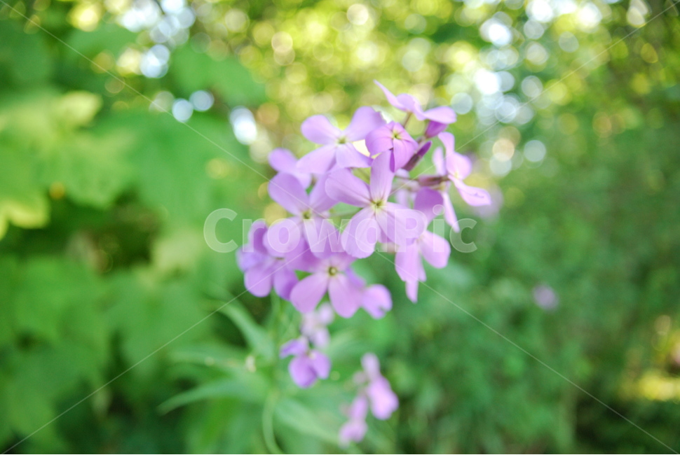보라색,빛,꽃,나무,꽃잎,light,dark,purple,flower,trees