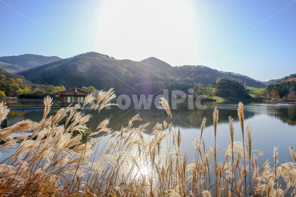 용비지,호수,물,갈대,반영,산,가을,계절,fall,autumn,season,자연,풍경,nature,landscape,한국자연풍경,한국자연경관,korea nature landscape,grass,잔디,plant,식물,lawn,reed