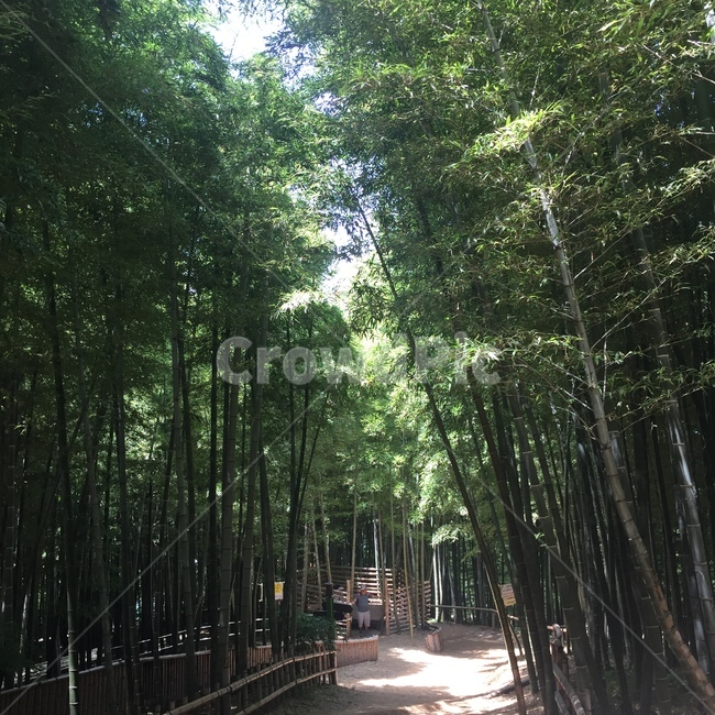 대나무,빛,숲,bamboo,fresh,green,tree,녹색,시원한