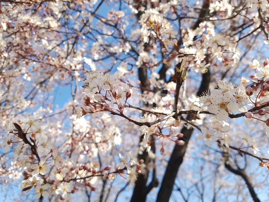 벚꽃,벚꽃나무,꽃,분홍색,봄,flower,blossom,plant