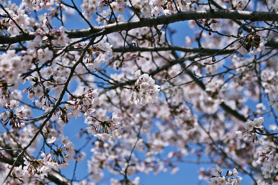 flower,blossom,plant,식물,꽃
