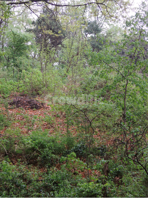 숲,우거진숲,정글,자연,산속,forest,wood,grove,thicket,woodland,식물,자연,plants,nature,나무,trees,wood