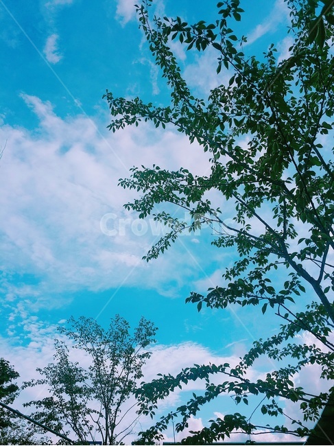 하늘,흰색,하늘색,구름,나무,푸르름,초록색,자연,풍경,nature,landscape,tree,plant,식물