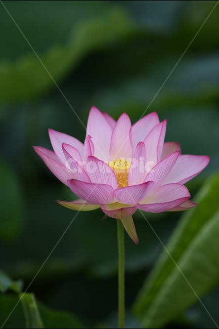 꽃,연꽃,식물,여름,연잎,식물,자연,plants,nature,꽃,flower