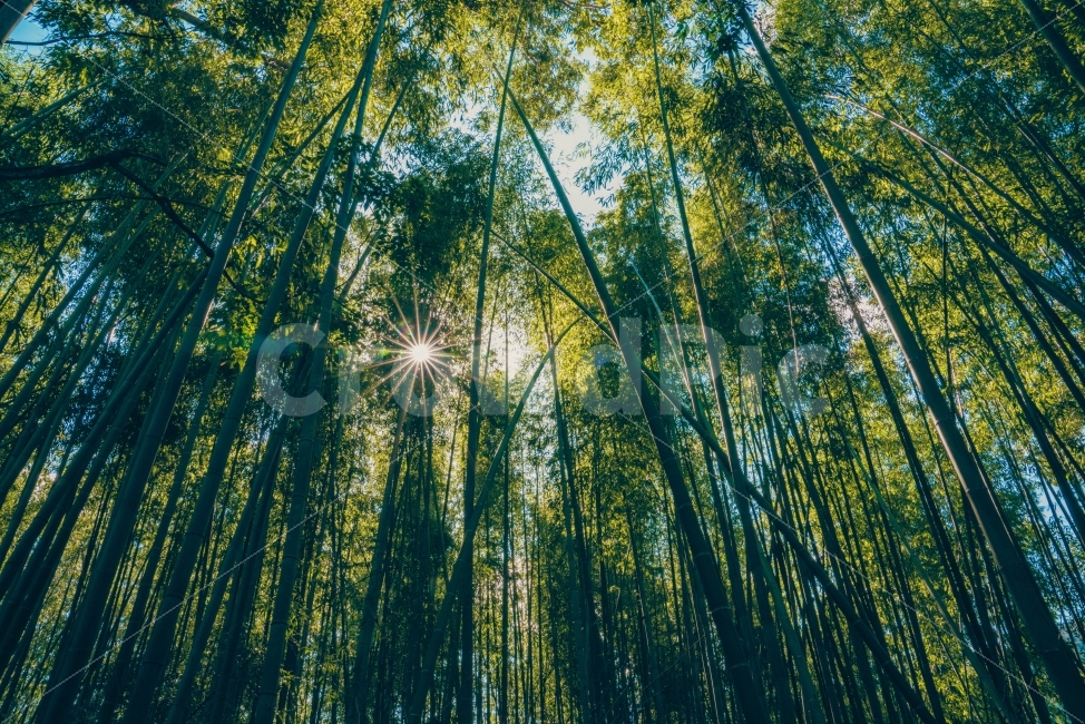 오사카,오사카여행,교토,아라시야마,대나무숲,도톤보리,일본여행,교토풍경,교토사진,일본여행사진,도톤보리맛집,일본풍경,감성사진,osaka,japan,landscape,풍경,여행사진,travel,kyoto,자연,풍경,nature,landscape,식물,plants,나무,trees,wood,휴식,힐링,rest,relaxation,healing,plant