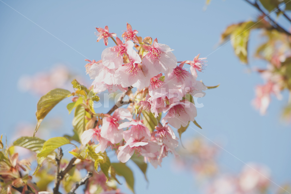 하늘,벚꽃,봄꽃,봄,자연,나무,잎사귀,파란색,꽃,식물,봄,계절,spring,season,식물,자연,plants,nature,꽃,flower,색깔,색상,색채,색감,color sense,color sensitivity,feeling of color,plant