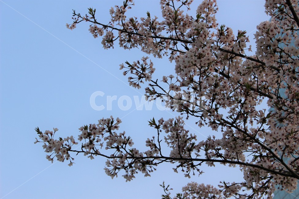 벚꽃,하늘,나무,벚나무,꽃놀이,풍경,봄,계절,spring,season,plant,식물