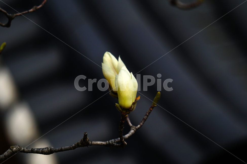 목련,봄꽃,한국자연,꽃,꽃사진,플라워,flower,봄,spring,식물,plants,자연,nature,풍경,landscape,계절,season,snap,스냅,접사,macro,closeup,클로즈업,감성사진,감성,힐링,healing,느낌,feel,feeling,꽃밭,화단,나무,나뭇가지,tree,꽃봉오리,4월,April,목련꽃,한옥,지붕,봄,계절,spring,season,식물,자연,plants,nature,꽃,flower,plant,blossom,bud,싹,sprout,새싹