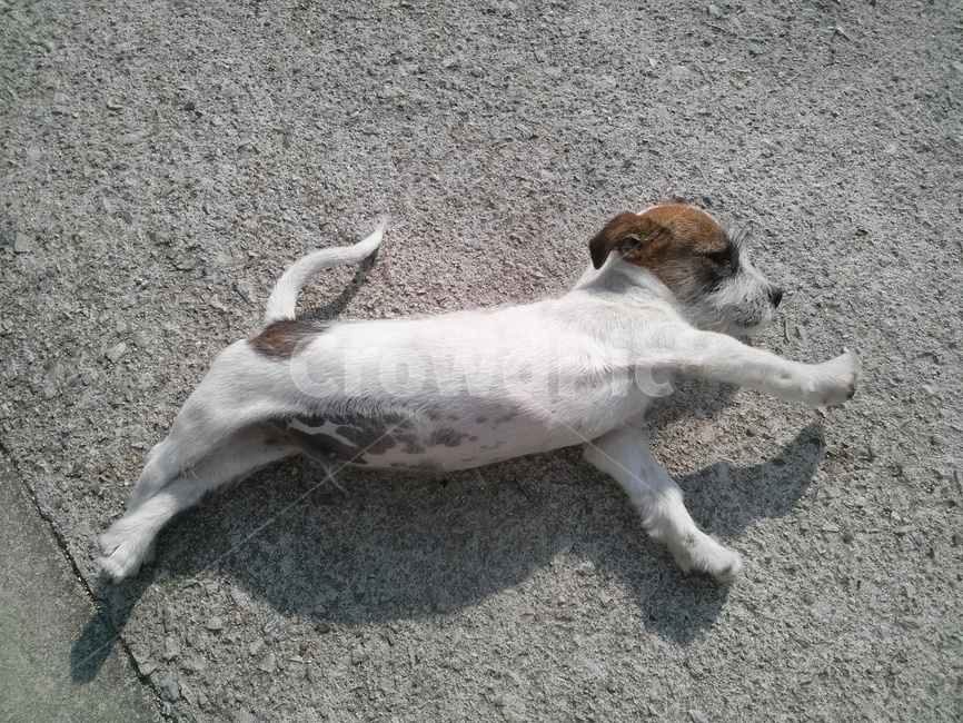 개,강아지,기지개,멍멍이,반려동물,동물,animal,포유류,mammal,개,강아지,dog,doggy