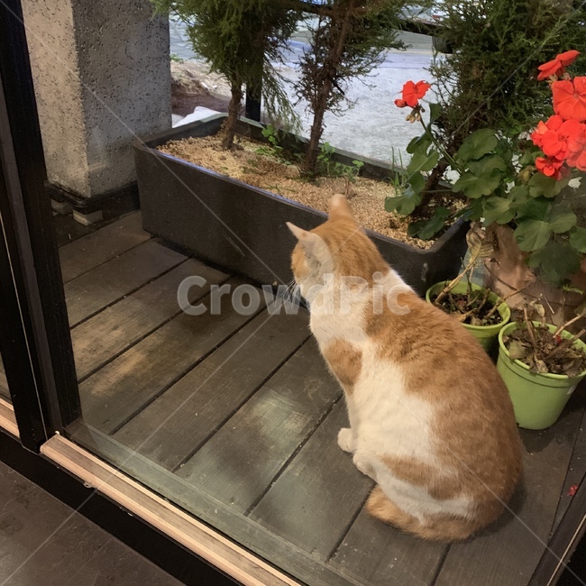 냥이,고양이,집사,꾹꾹이,반려묘