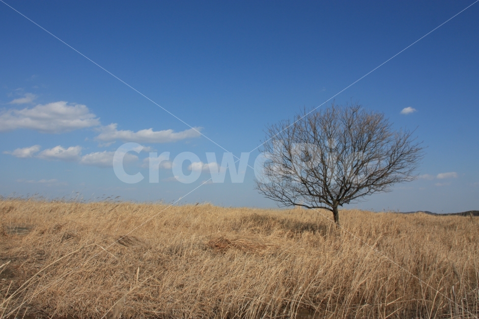 우음도,경기도,화성시,왕따나무,가을,외로움,한적함,나무,가을,계절,fall,autumn,season,자연,풍경,nature,landscape,식물,plants,나무,trees,wood,grassland,목초지,outdoors,옥외,field,들,savanna,대초원,plant