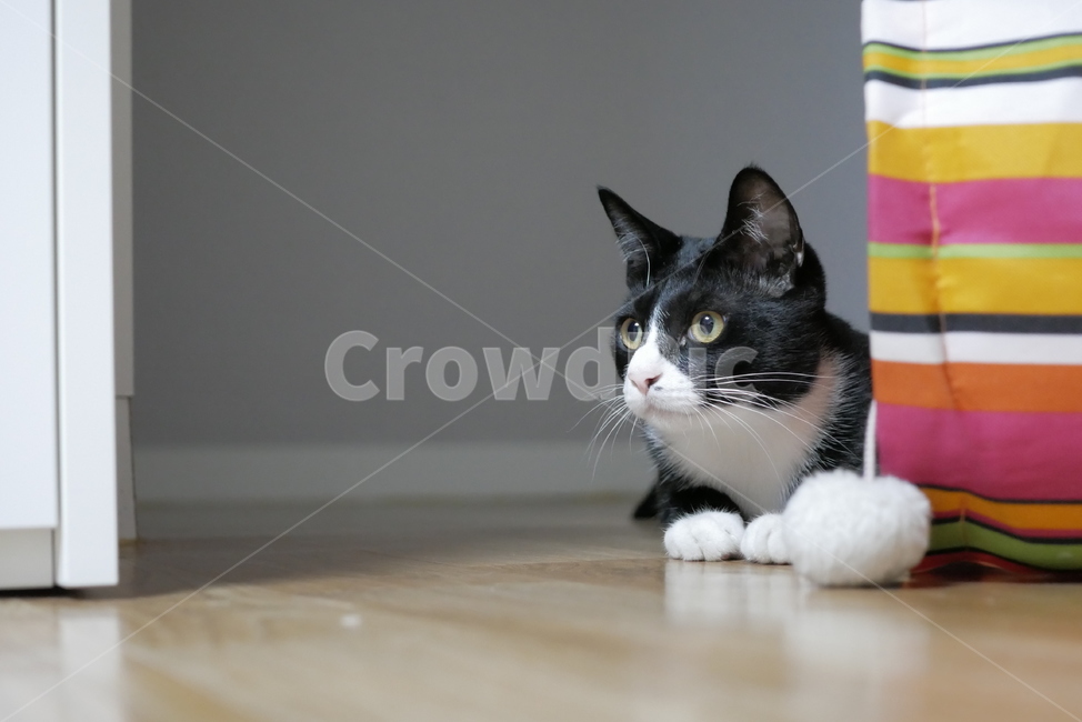 고양이,개냥이,동물,얼굴,표정,애교,귀여운,동물,animal,포유류,mammal,고양이,cat,kitten,kitty