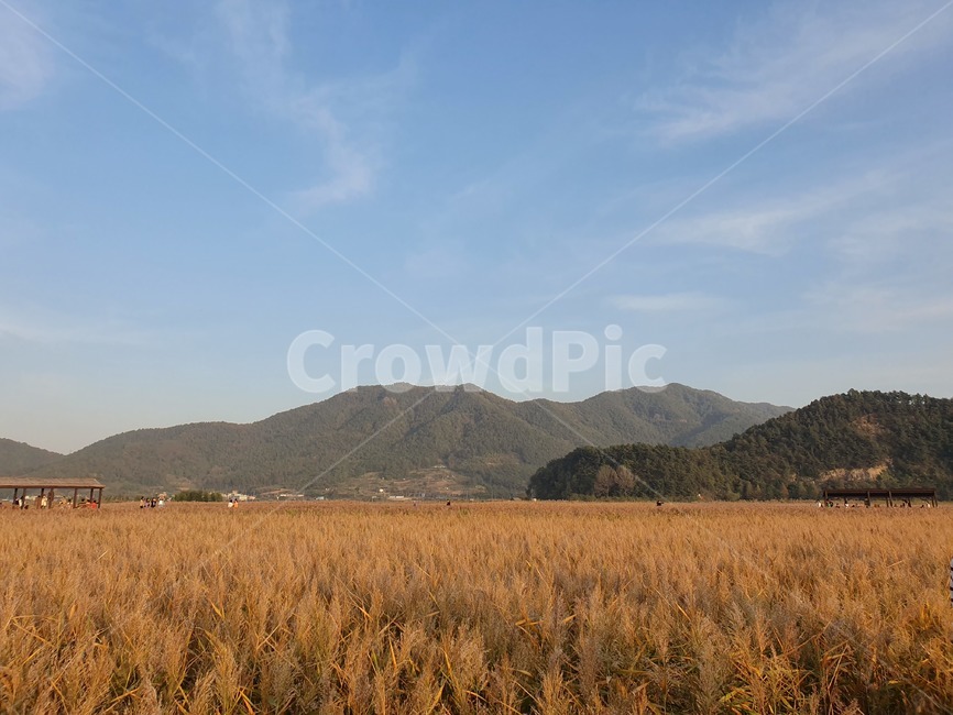 자연,갈대,산,하늘,언덕,가을,계절,fall,autumn,season,nature,outdoors,옥외,hill