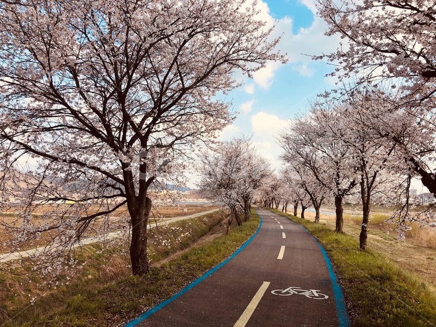 벚꽃,길거리,벚꽃길,아웃포커싱,꽃,풍경,경치,봄,감성,힐링