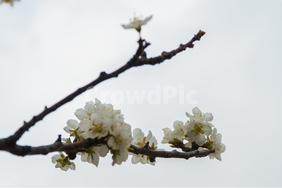 벚꽃엔딩,벚꽃,꽃,벚꽃나무,벚꽃축제,벚꽃앤딩,봄,spring,season,식물,나무,plants,nature,flower,trees,wood
