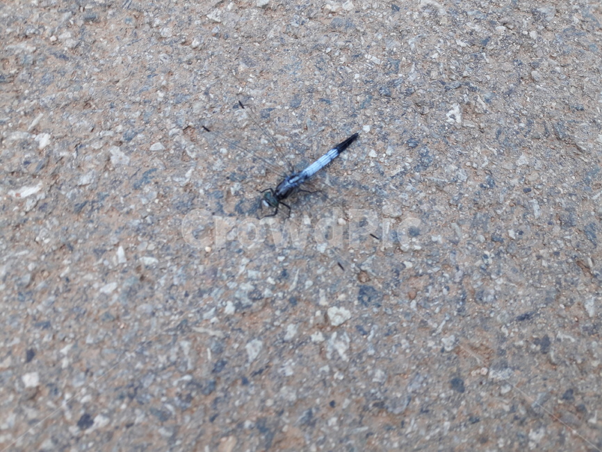invetebrate,무척추동물,animal,곤충,동물