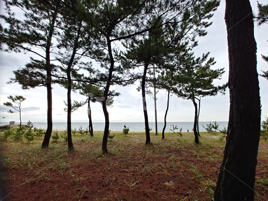 강원도,바다,솔밭,데크,소나무향,식물,자연,plants,nature,나무,trees,wood