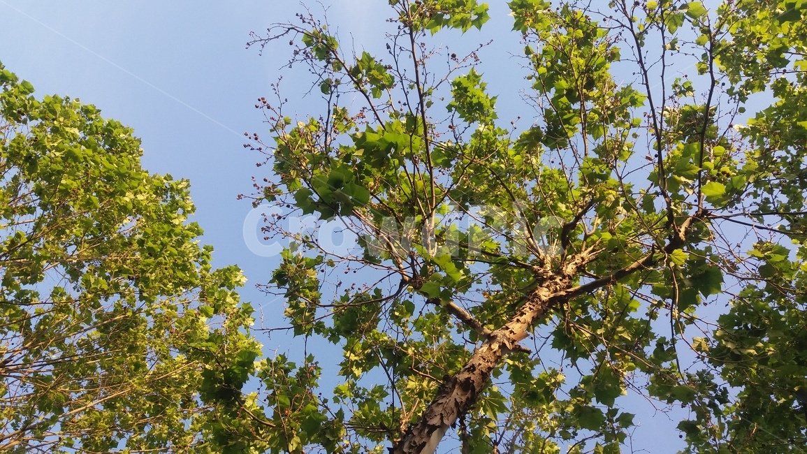 나무,하늘,자연,tree,sky,nature,풍경,나뭇잎,leaf,green