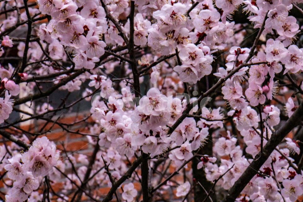매화,매화꽃,봄꽃,봄,나무,계절,매화나무,꽃,봄,계절,spring,season,식물,자연,plants,nature,꽃,flower,plant,blossom,cherry blossom,벚꽃