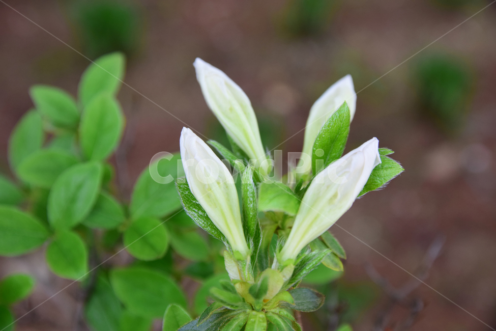 철쭉,진달래,힌철쭉,꽃,자연,식물,힌,white,나무,힌꽃,nature,flower,꽃잎,plant,바탕,색감,감성,식물,자연,plants,nature,꽃,flower