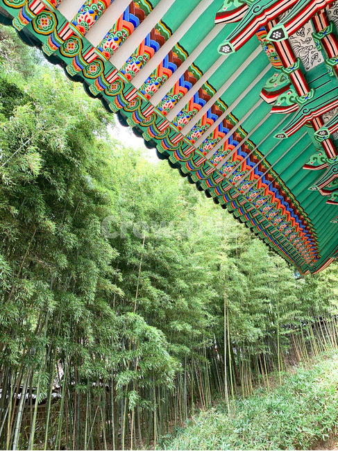 대나무,절,풍경,초록,temple,bamboo,landscape,green,사찰,단청,화려한,지붕