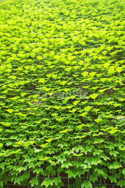 덩굴,칡넝쿨,담쟁이,담쟁이덩굴,녹색,푸른,여름,골목,식물,plant,street,ivy,green,wall,식물,자연,plants,nature