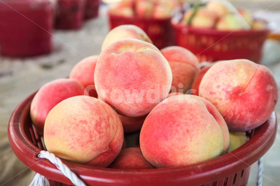 peach,과수원,복숭아,과일,열매,과일바구니,음식,식재료,요리,food,cook,meal,dishes,food reserves,과일,열매,fruit