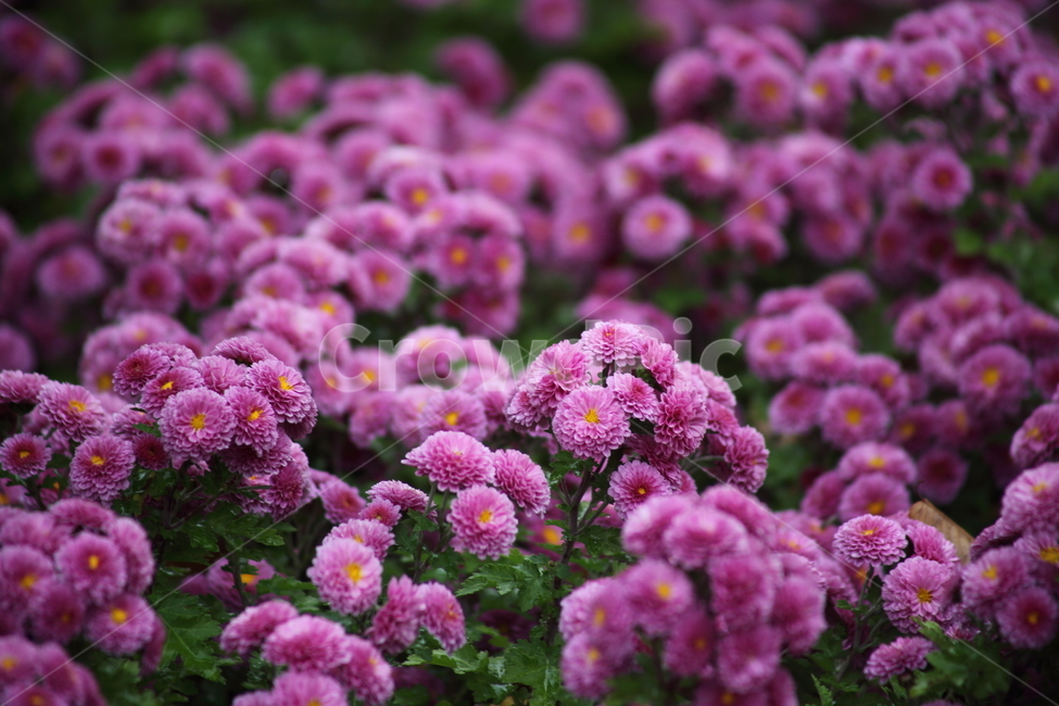국화,식물,꽃,가을꽃,chrysanthemum,식물,자연,plants,nature,꽃,flower