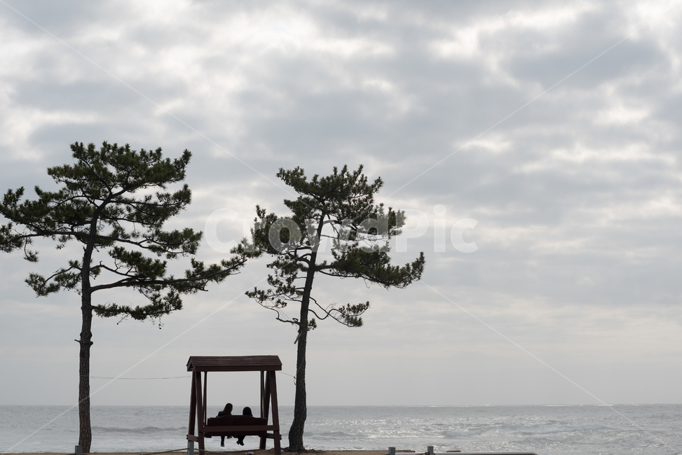 정동진,바다,소나무,구름,해변