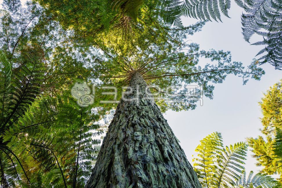 forest,summer,scene,spring,cedar,tree bark,tree trunk,fern,sight,treetrunk,sky,nature,redwood,tree,low angle,leaf,environment,softwood,outdoors,plant