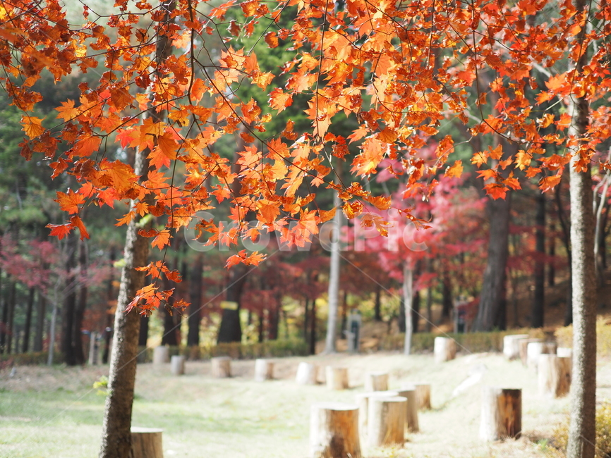 plant,식물,leaf,잎,tree,나무,maple