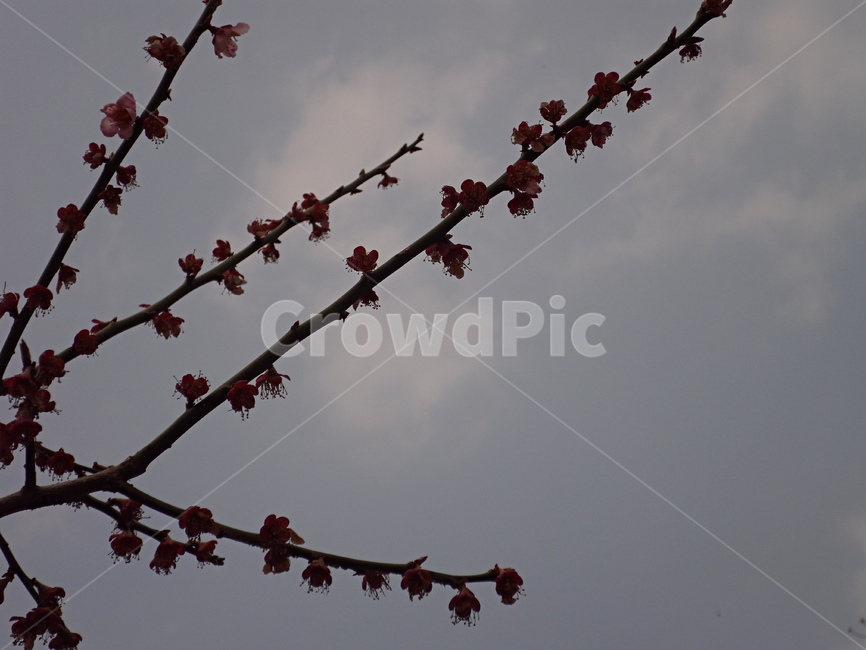 하늘,파랑,구름,초록,blue,green,sky,cloud,pink,분홍,꽃,flower,봄,spring