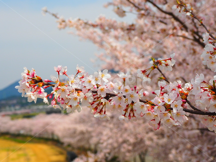 spring,pink,Cherry Blossom,warmth,Freshness,full bloom,Sunny