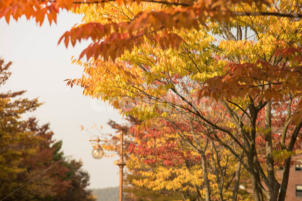 나무,가로등,낙엽,가을,학교,가을,계절,fall,autumn,season,자연,풍경,nature,landscape,plant,식물,leaf,잎,tree,maple,단풍