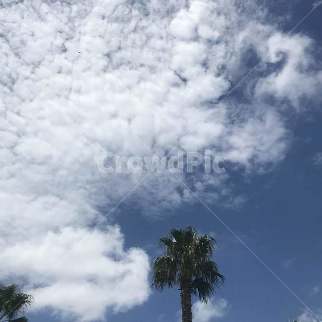 nature,자연,outdoors,옥외,weather,날씨,sky,하늘,cumulus,적운,cloud,구름,plant,식물,tree,나무,제주도,야자수,jeju,식물,자연,plants,nature,나무,trees,wood
