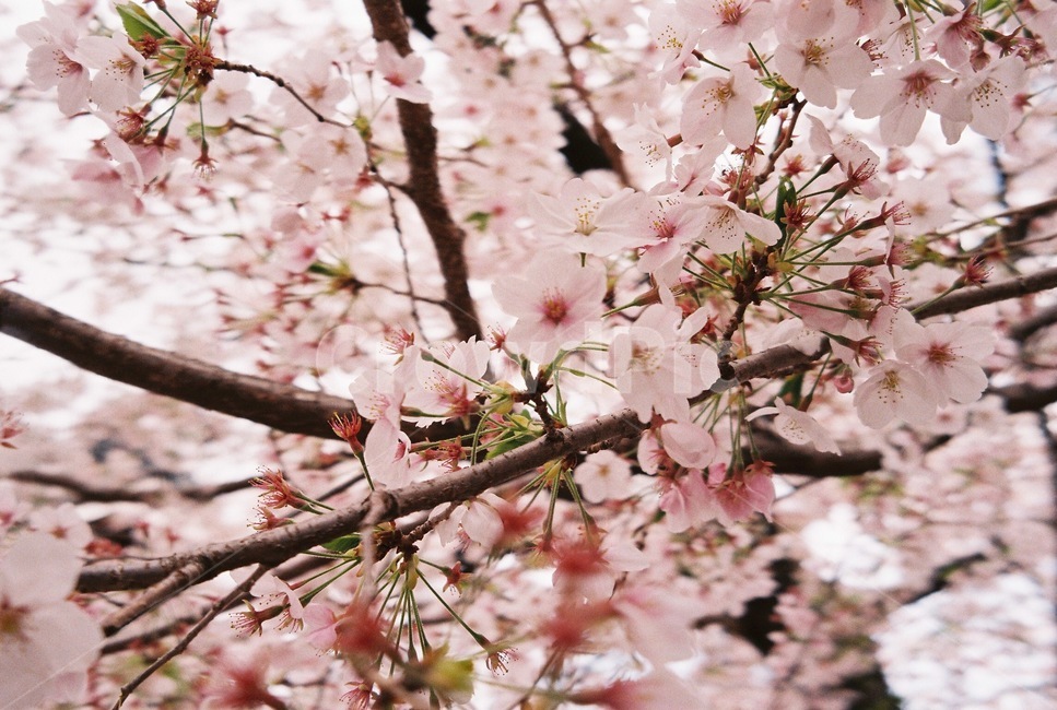 plant,식물,flower,blossom,꽃,벚꽃,cherryblossom