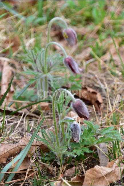 할미꽃,산청할미꽃,트리플,트리플할미꽃,봄꽃,봄,계절,spring,season,식물,자연,plants,nature,꽃,flower,plant,blossom
