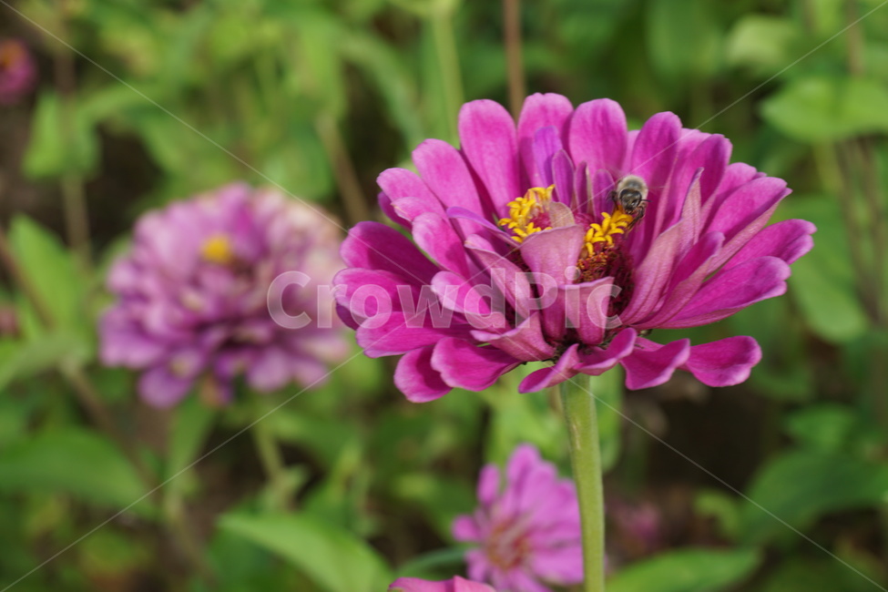 꽃,flower,blossom,plant,꽃밭,벌,곤충,bee,꿀벌,식물,식물,자연,plants,nature,꽃,flower,곤충,벌레,insect,bug