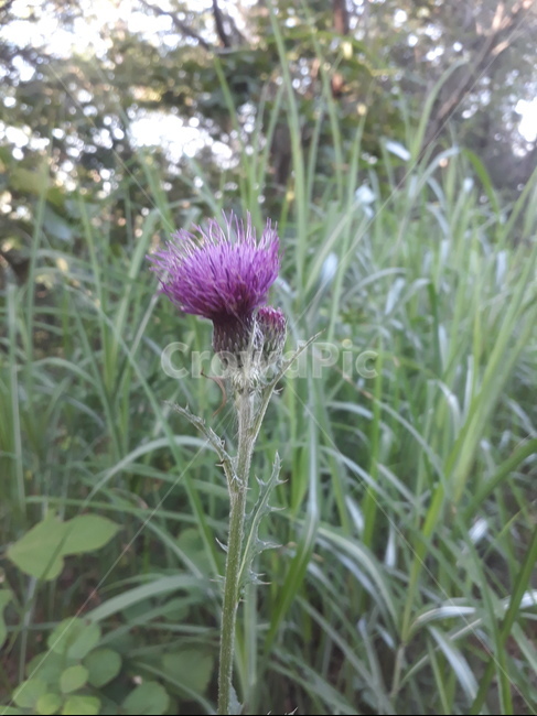 식물,꽃,엉쿼키,보라색,야생초,약초,식물,자연,plants,nature,꽃,flower