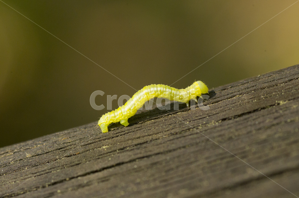 애벌레,유충,동물,꿈틀이,벌레,동물,animal,곤충,벌레,insect,bug