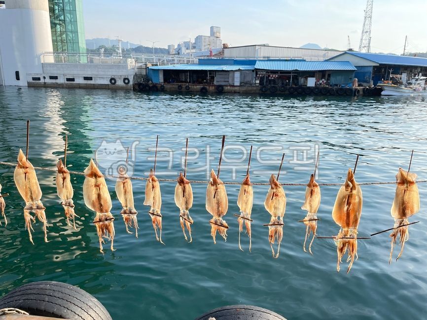 Gangwondo,seafood,East Sea,ocean,calamari,dried squid,fish market,Samcheok