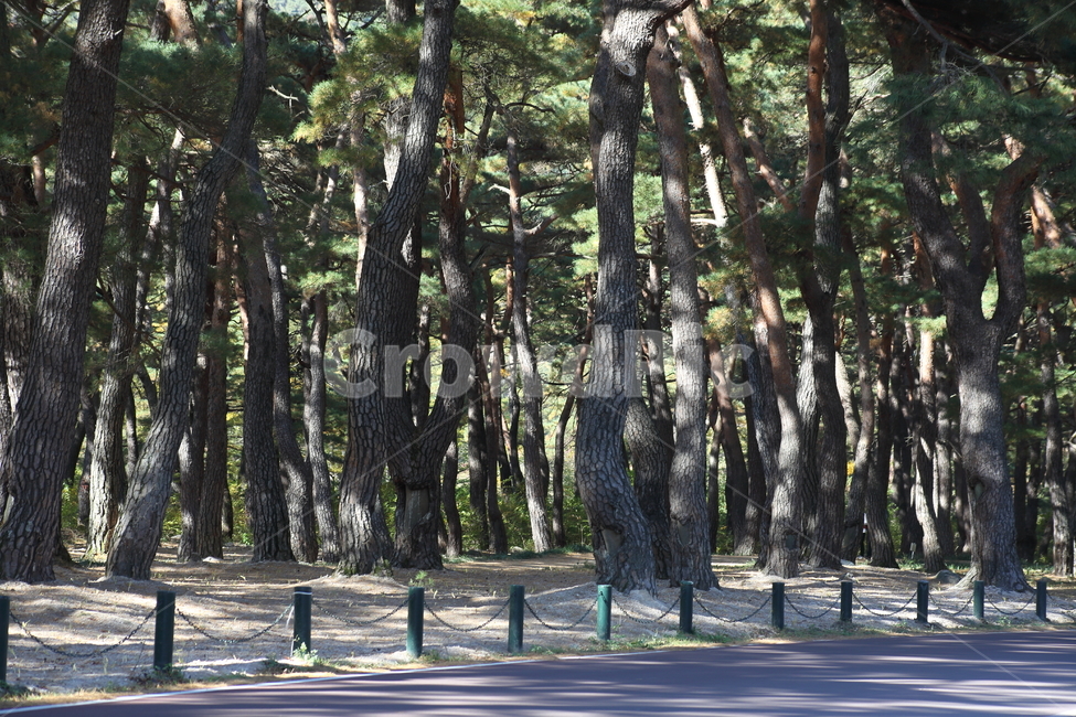 운문사,솔밭길,소나무,노송,pine,자연,풍경,nature,landscape,tree,나무,plant,식물,tree trunk,나무 줄기