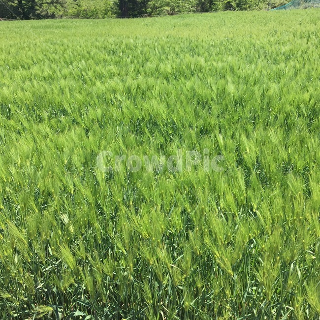 제주도,풀,잔디,메밀꽃,자연,풍경,초록색,녹색,연두색