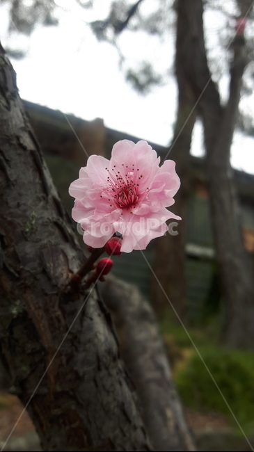 호주,벚꽃,꽃,분홍꽃,꽃잎,식물,자연,plants,nature,꽃,flower