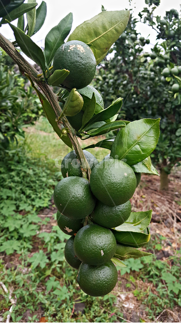청귤,귤,감귤,plant,식물,fruit,과일,food,음식,감귤류과일