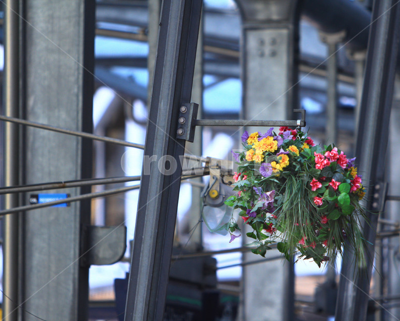 plant,식물,blossom,꽃꽂이,flower,꽃부케,flowerbouquet,flowerarrangement,꽃,도시