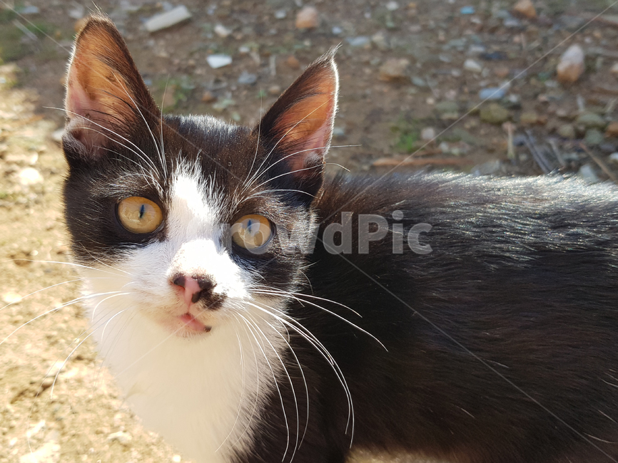 고양이,길고양이,cat,젖소고양이,시선,새끼고양이,kitten