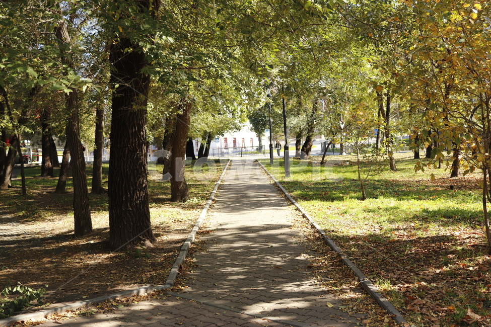 plant,식물,tree,나무,path,공원,park,자연,자연,풍경,nature,landscape