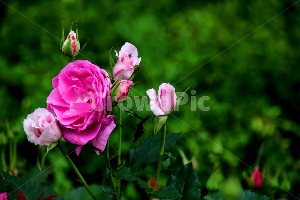 장미꽃,꽃,식물,봄,자연,식물,자연,plants,nature,꽃,flower